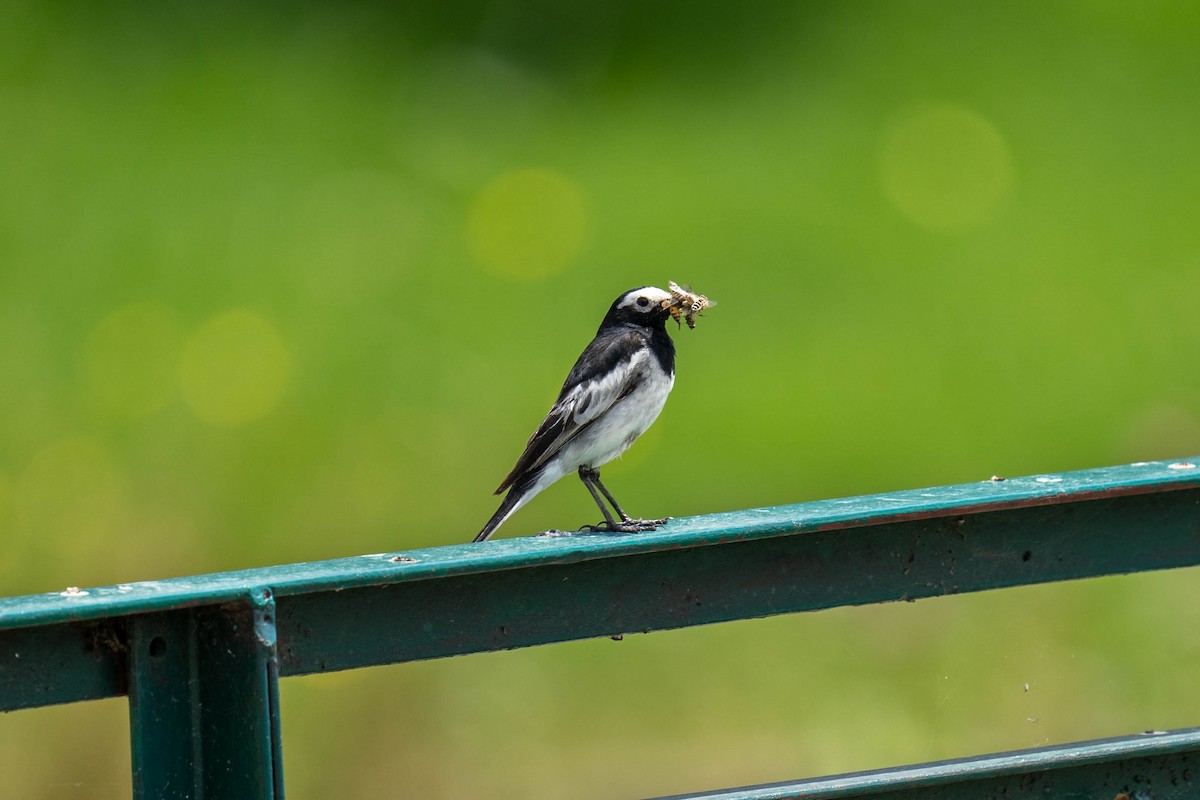 White Wagtail - ML600279531