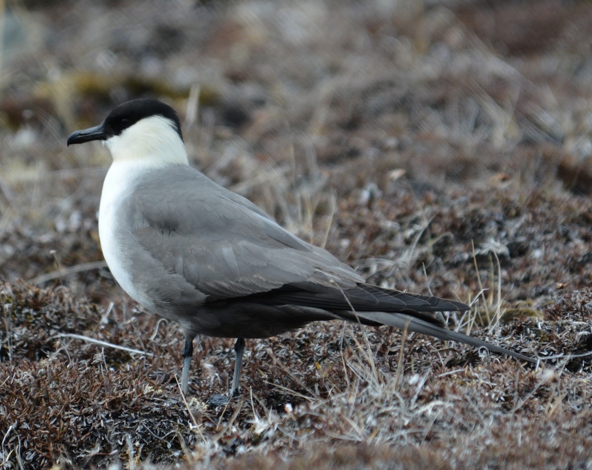 Long-tailed Jaeger - ML600279581