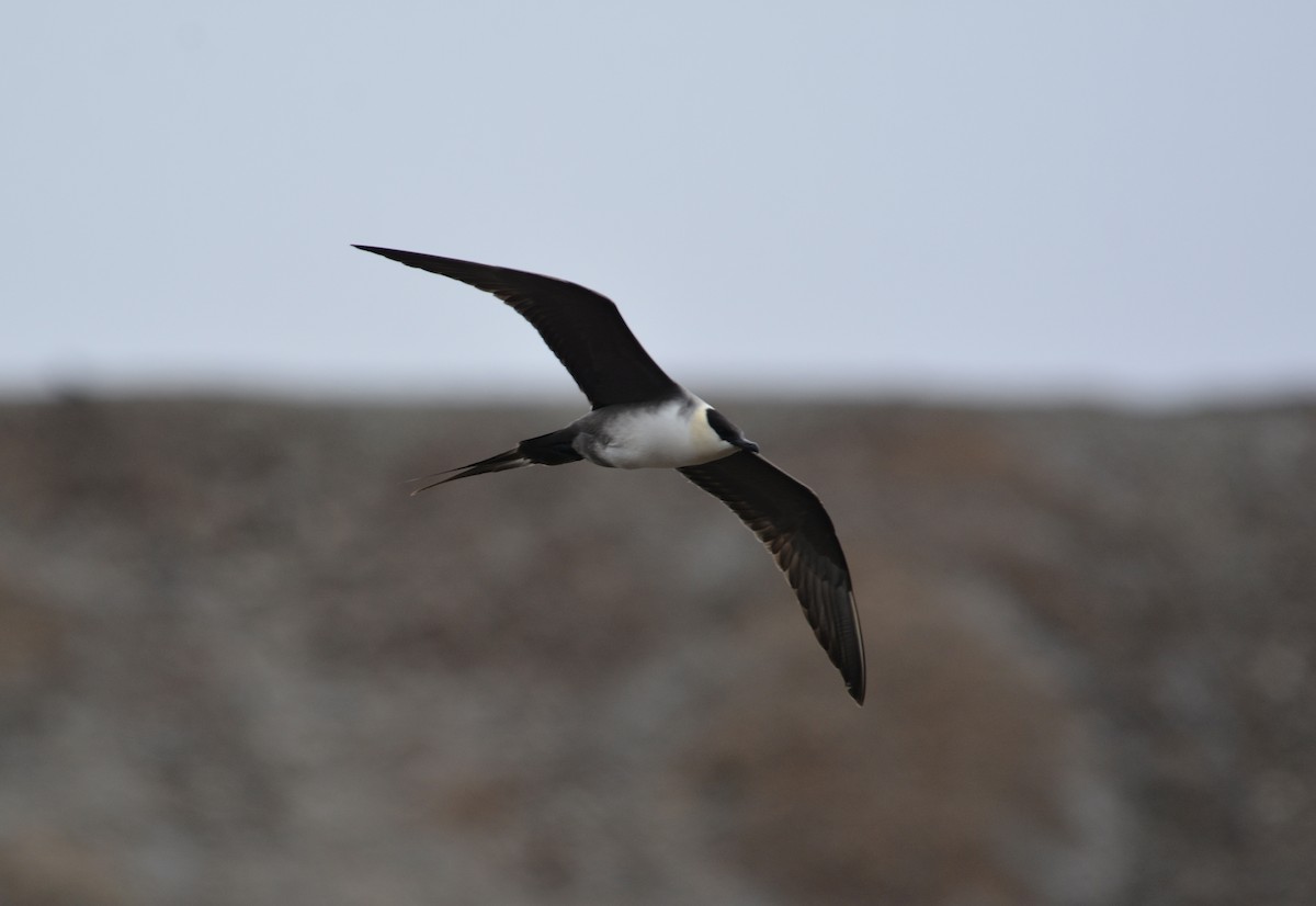 Long-tailed Jaeger - ML600279591