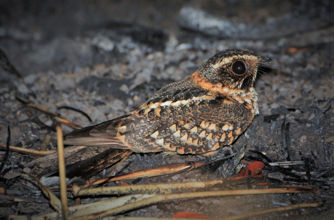 Spot-tailed Nightjar - Júlio César Machado