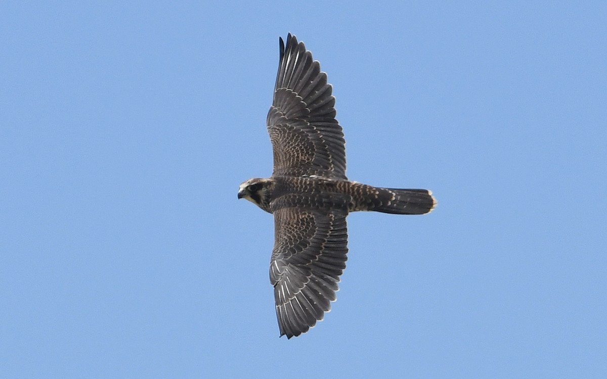 Halcón Peregrino - ML600279651