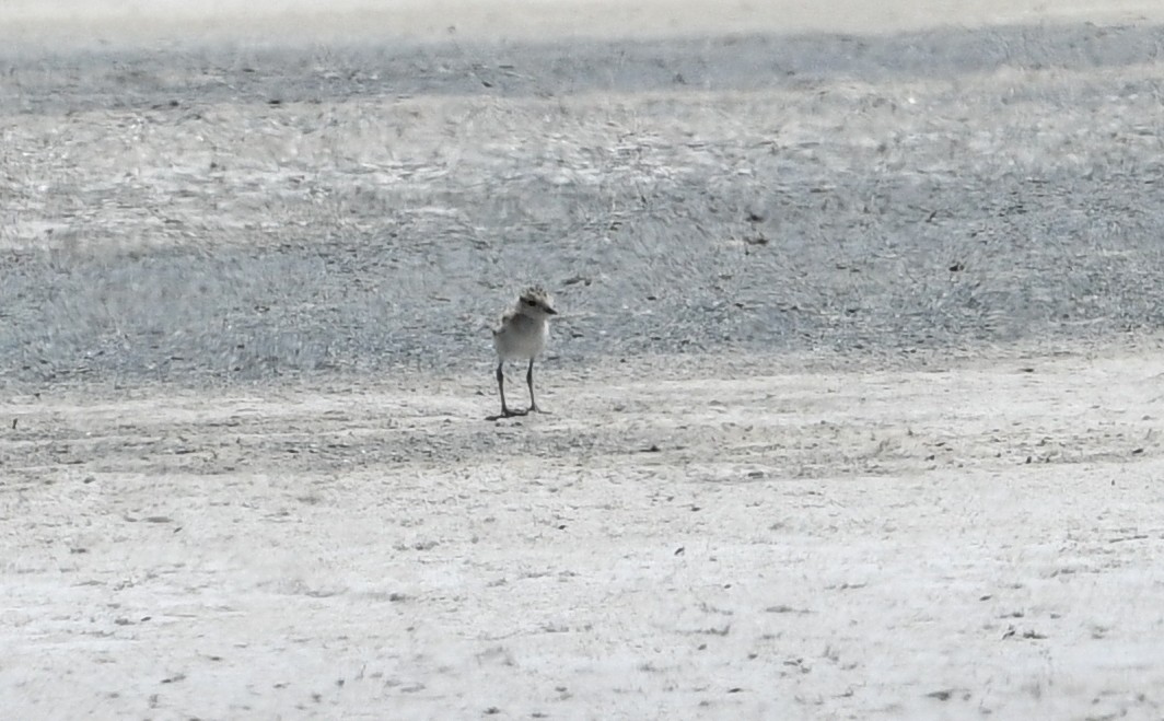 Snowy Plover - ML600280501