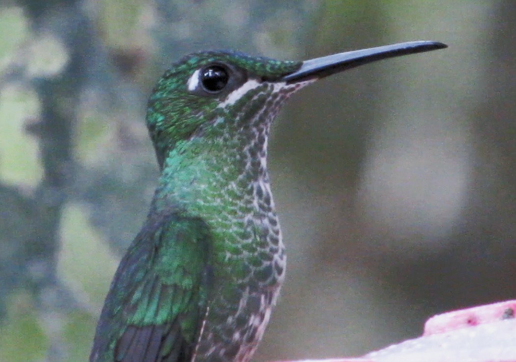 Green-crowned Brilliant - Diane Drobka