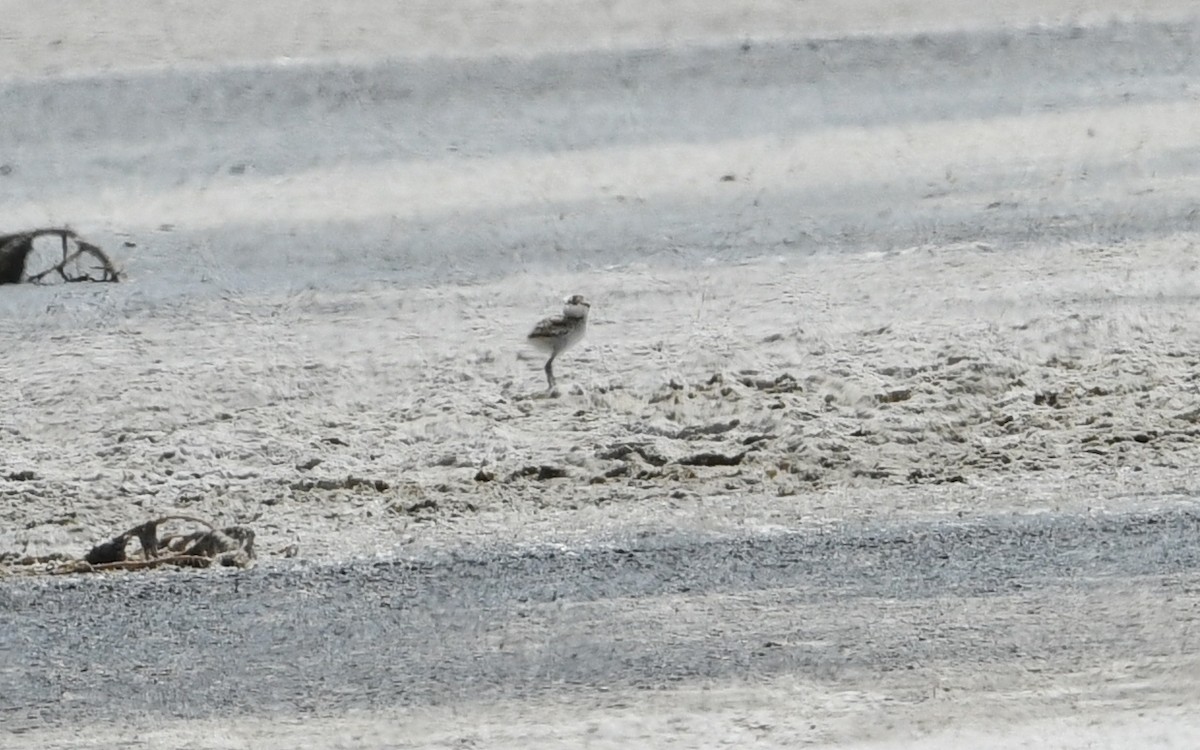 Snowy Plover - ML600281471