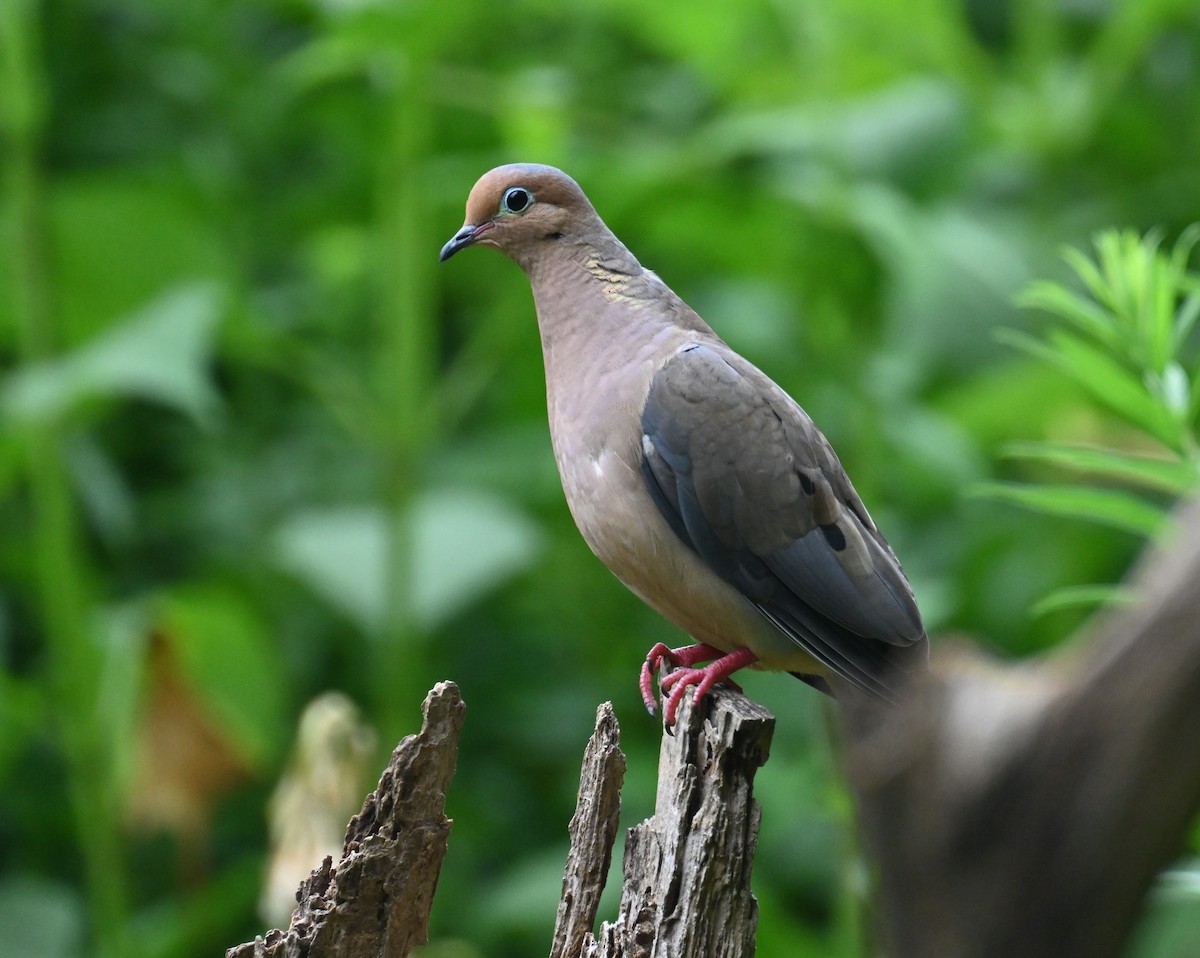 Mourning Dove - ML600281551