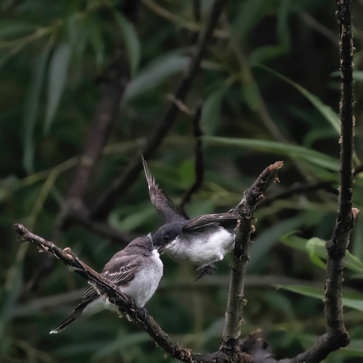 Eastern Kingbird - Christine Pelletier et (Claude St-Pierre , photos)