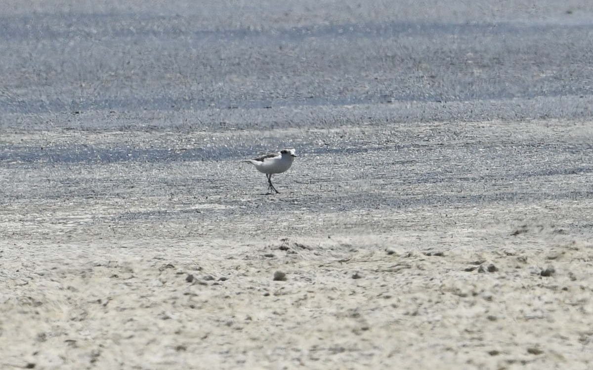 Snowy Plover - Nancy Hetrick