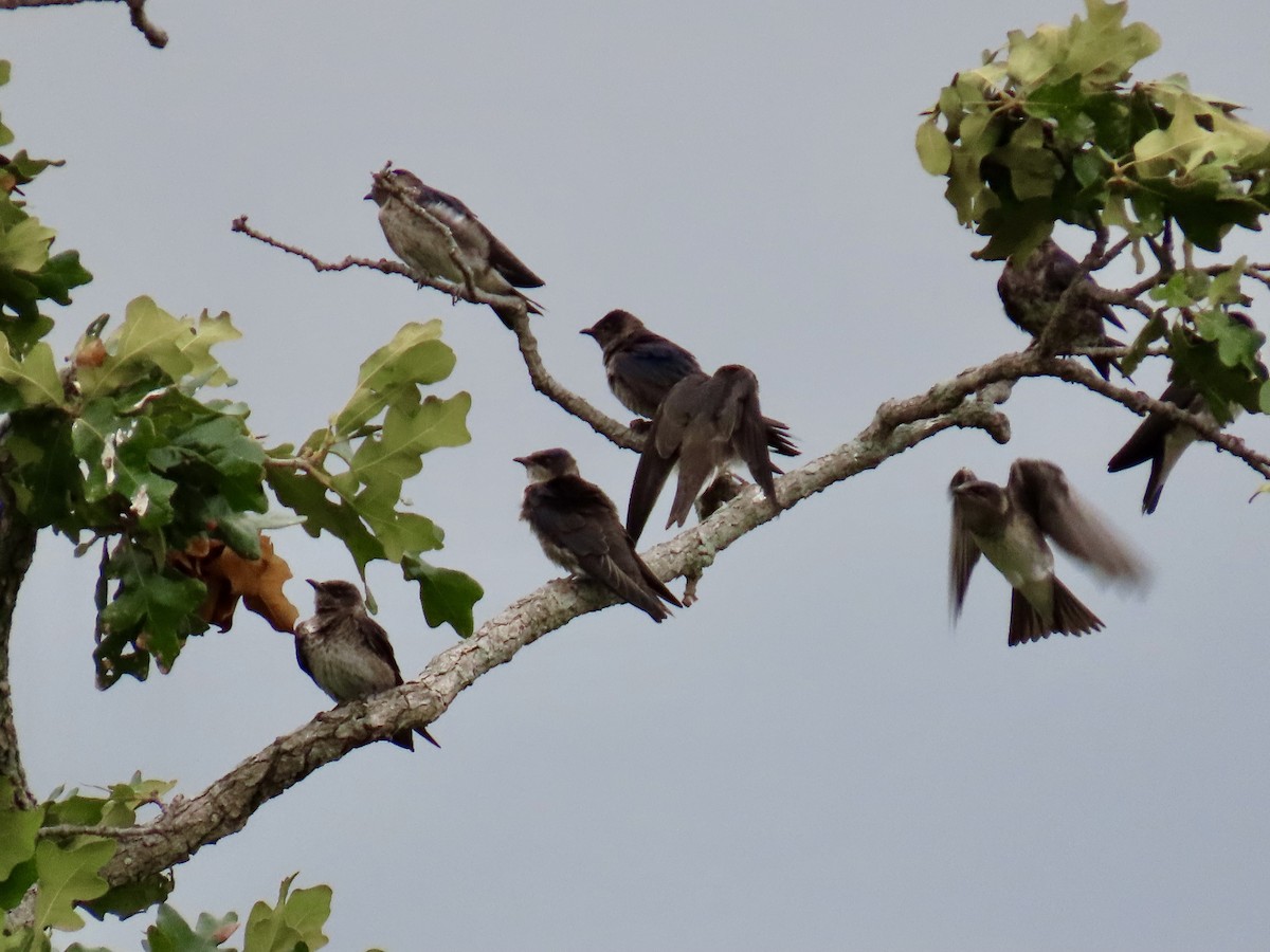 Purple Martin - Ginger Bernardin