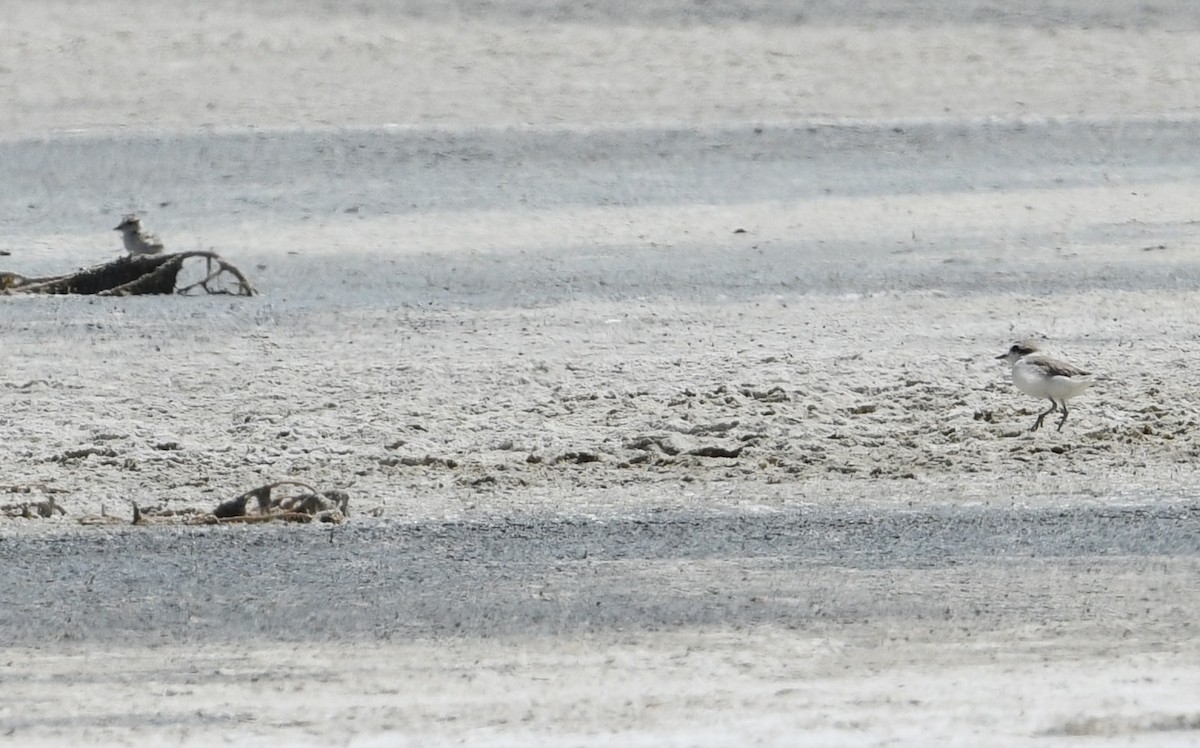 Snowy Plover - ML600282261