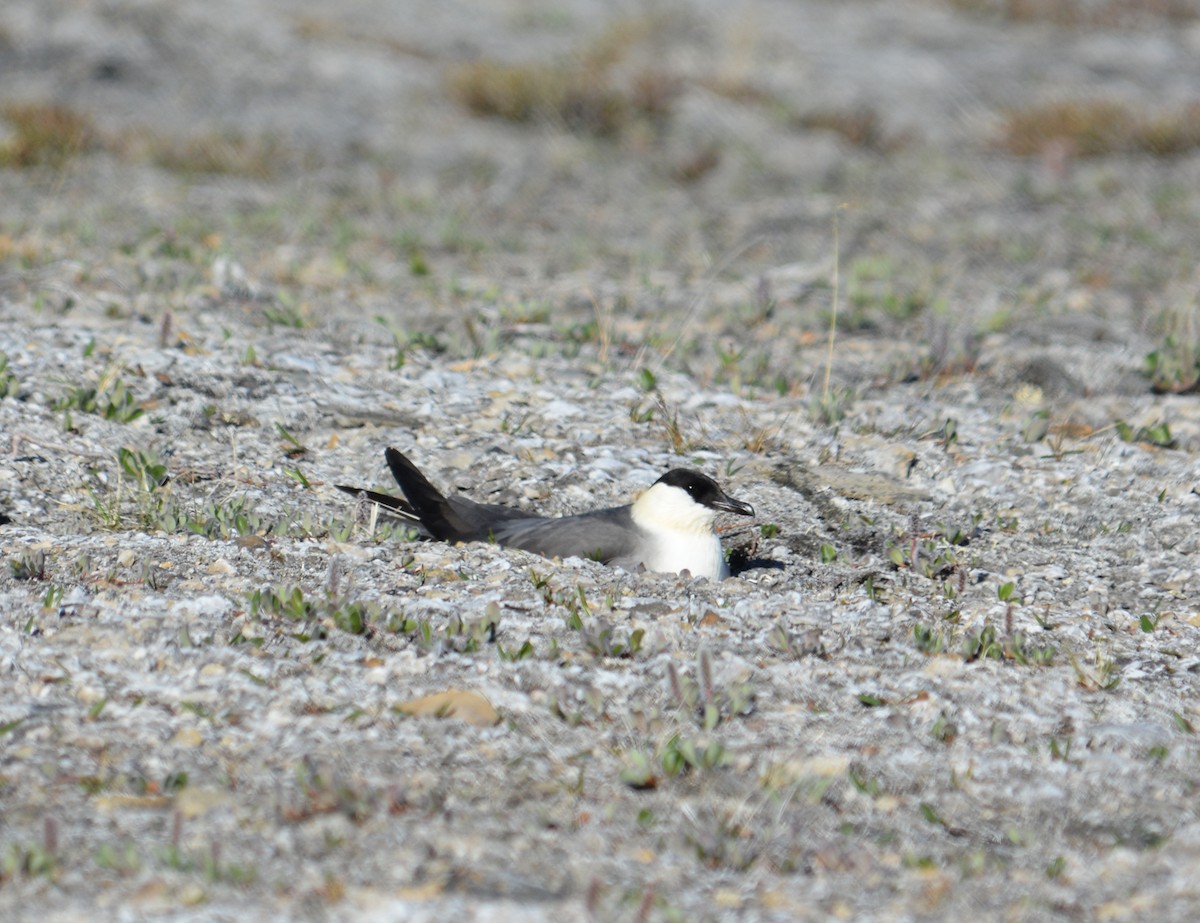 Long-tailed Jaeger - ML600283041