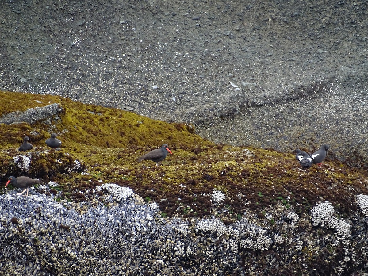 Black Oystercatcher - ML600284231