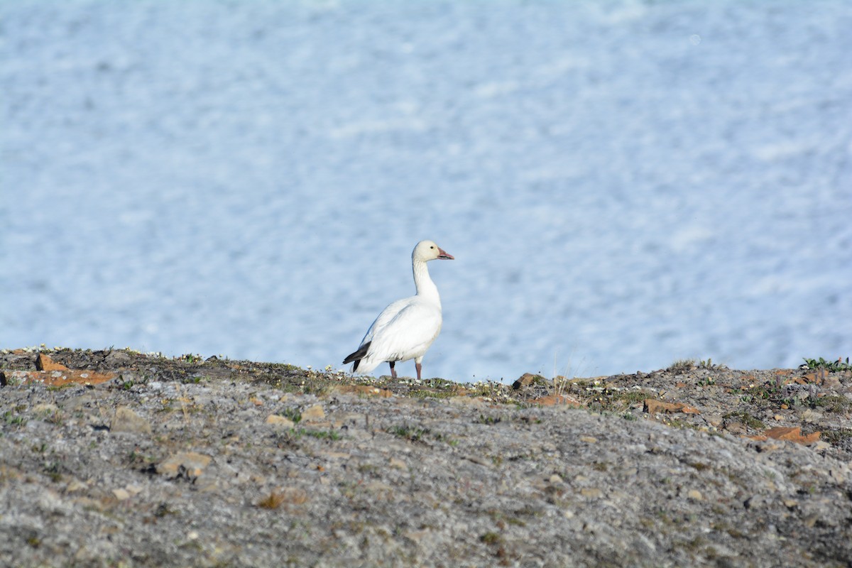 Snow Goose - Anthony Zerafa