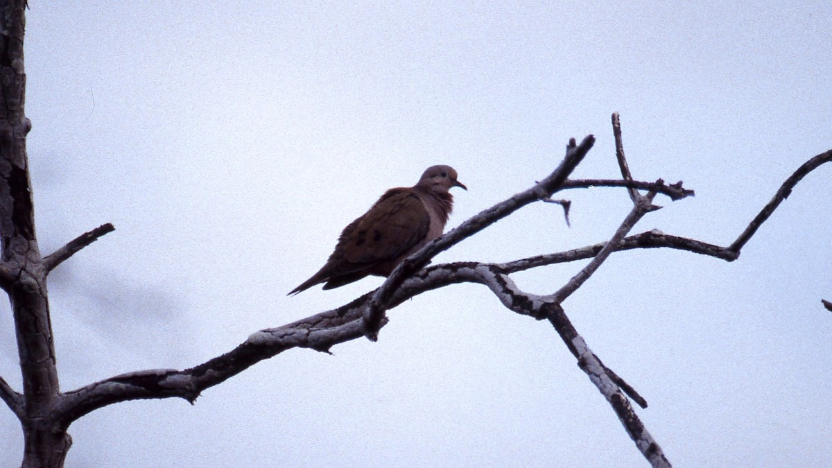 Eared Dove - ML600285491