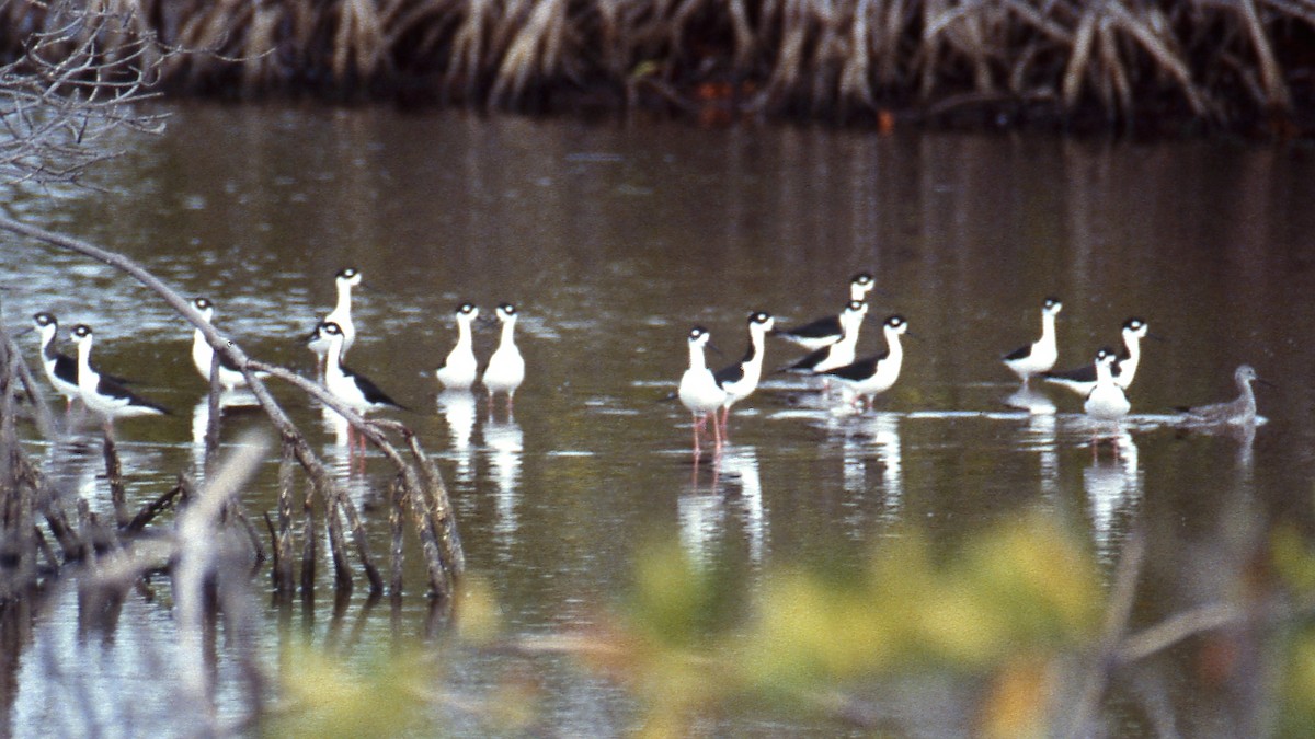 Échasse d'Amérique - ML600285631