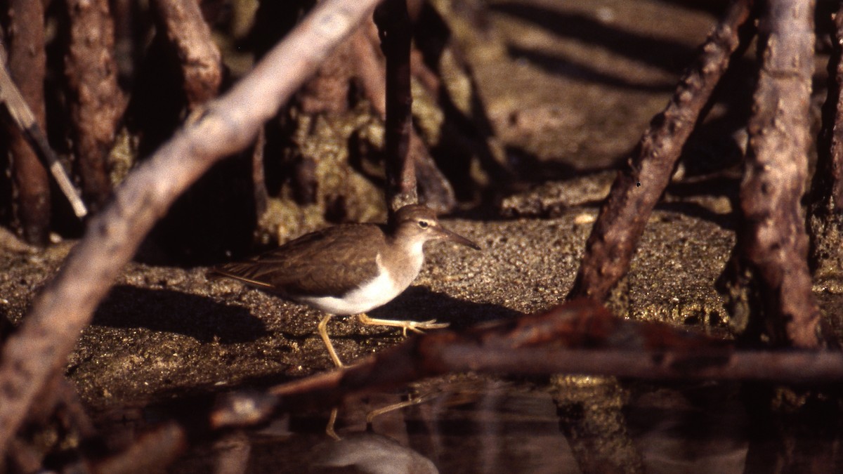 Spotted Sandpiper - Andrej Bibic