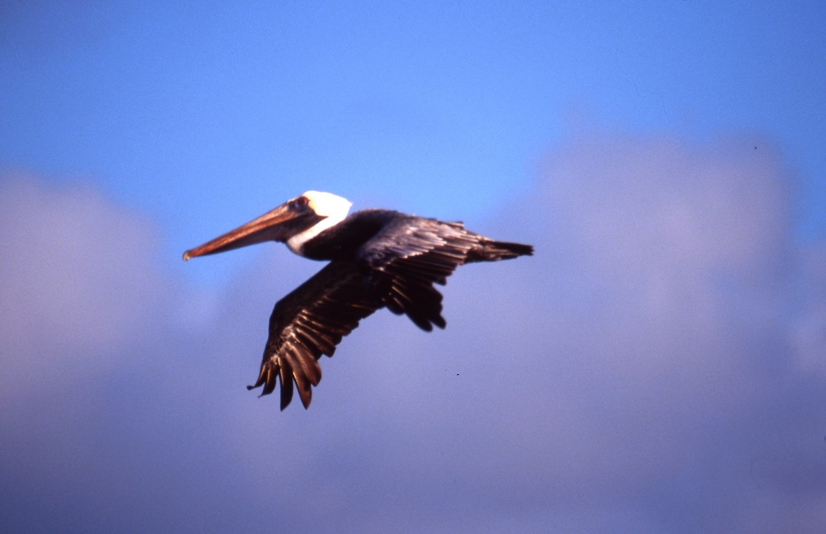 Brown Pelican - ML600286341