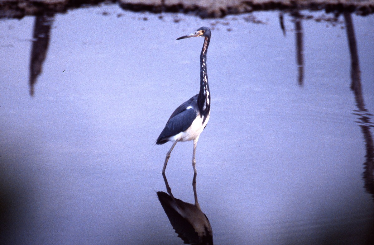 Garceta Tricolor - ML600286431