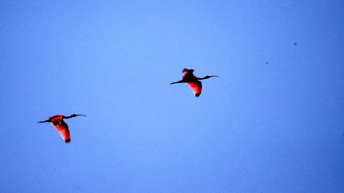 ibis rudý - ML600286551
