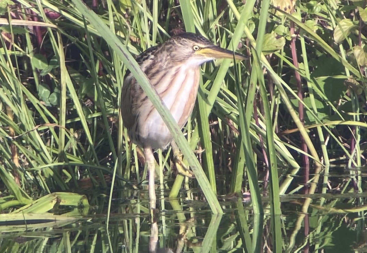 Little Bittern - ML600286901