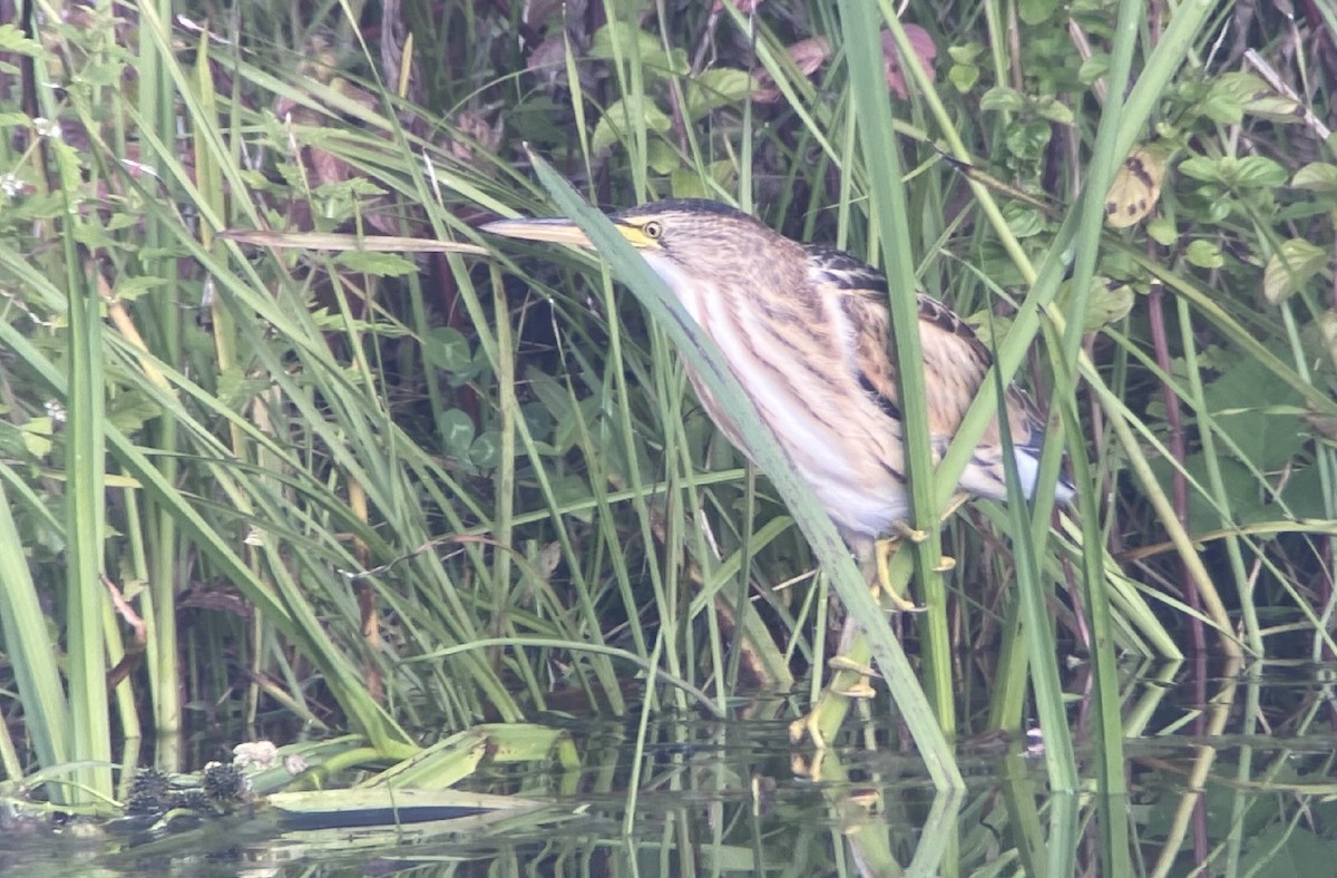 Little Bittern - ML600286931