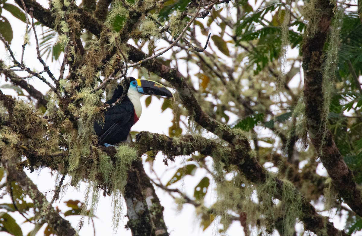 Toucan vitellin (culminatus/pintoi) - ML600287521