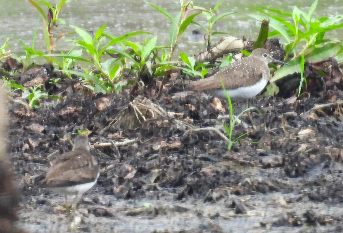 Solitary Sandpiper - Mike Manetz