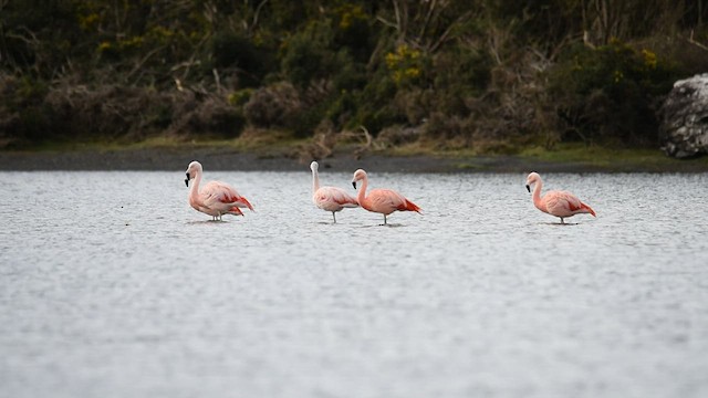 Chilean Flamingo - ML600288191