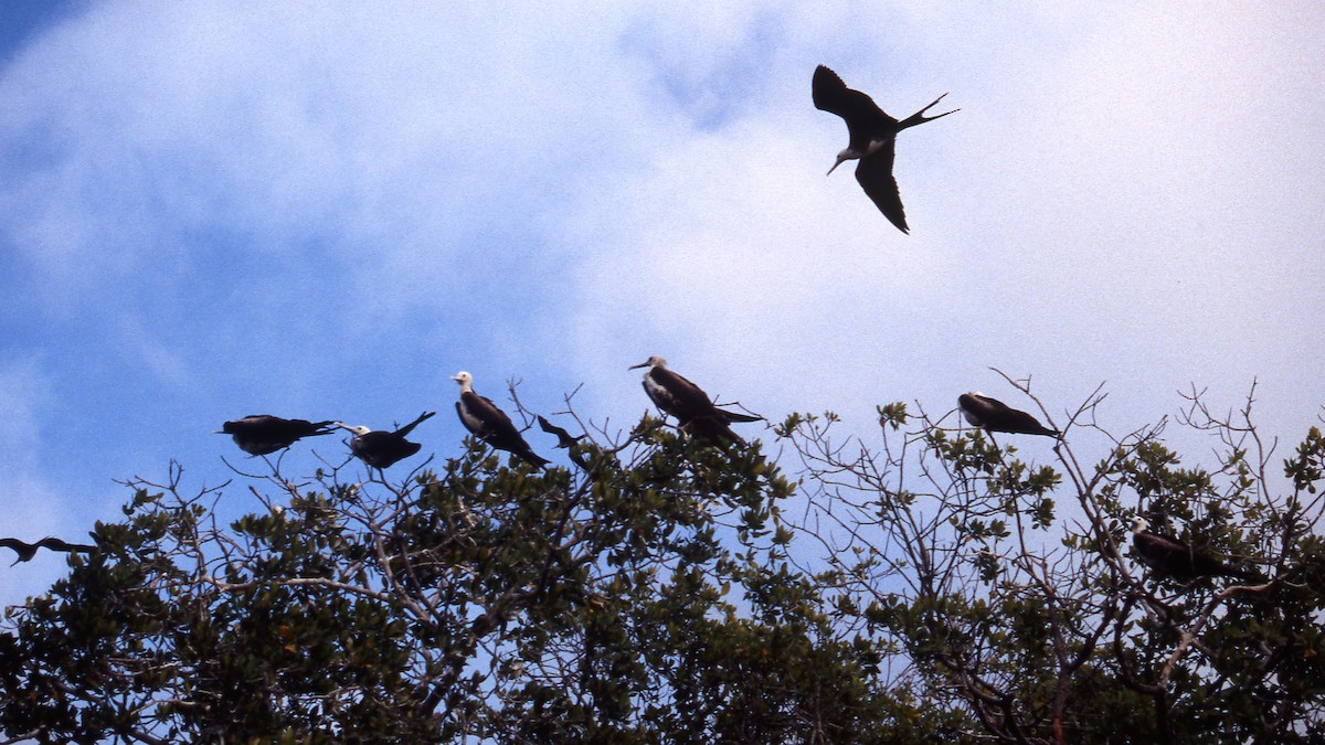 Magnificent Frigatebird - ML600288291