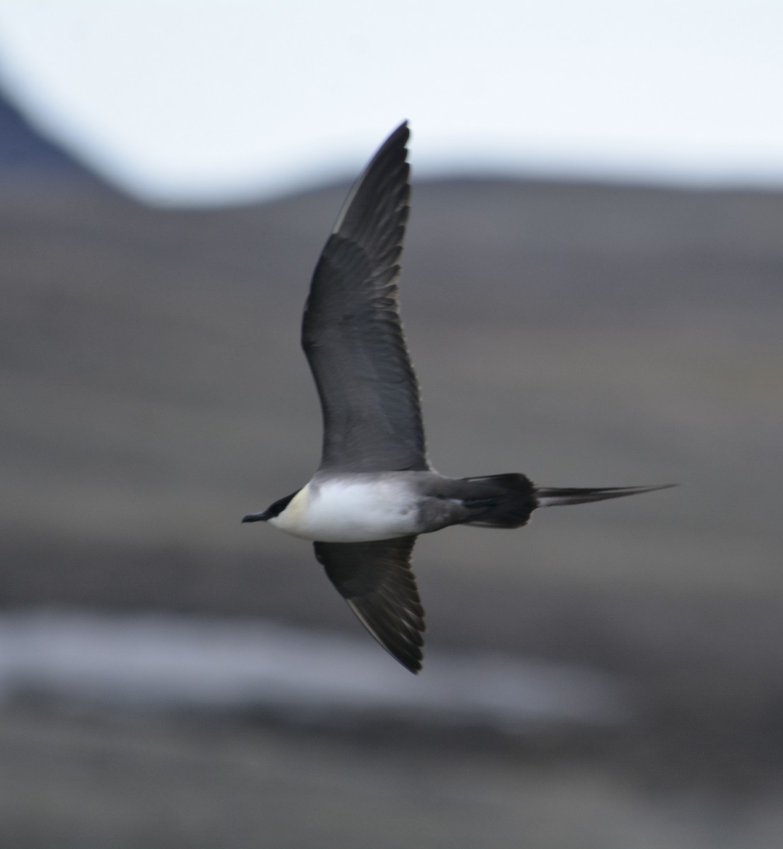 Long-tailed Jaeger - ML600288471