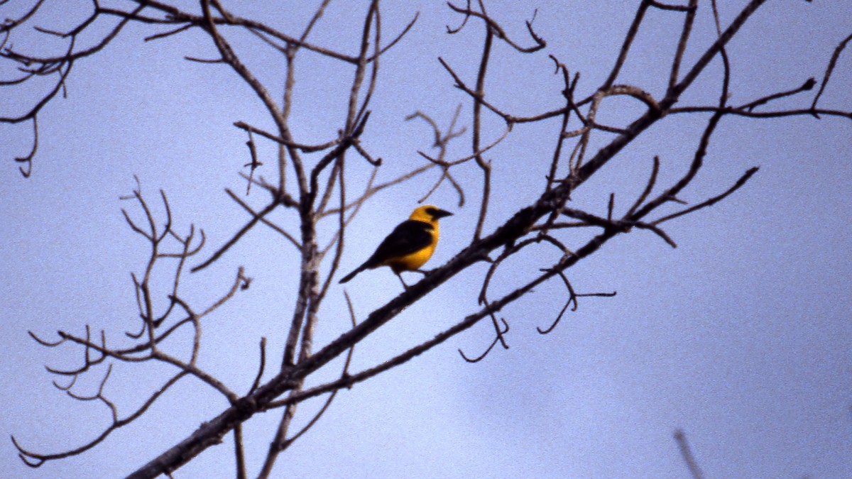 Oriole Blackbird - Andrej Bibic