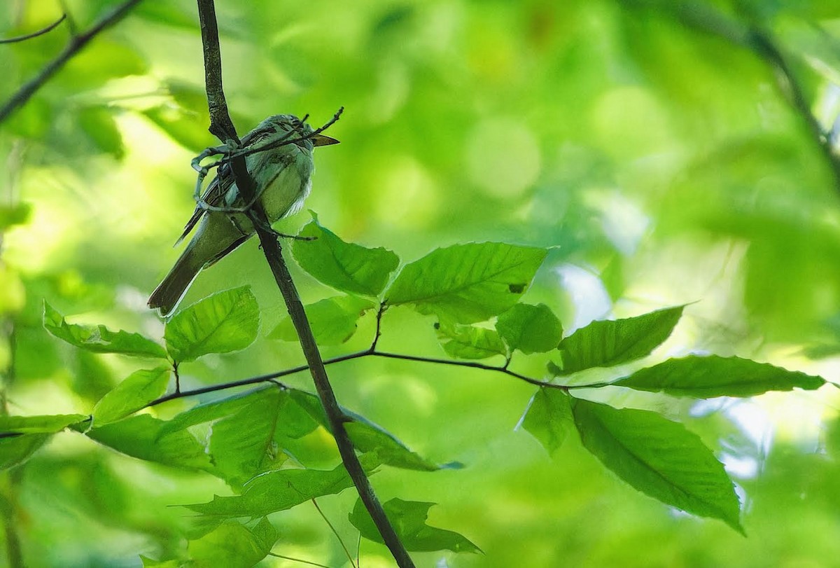 Acadian Flycatcher - ML600288631