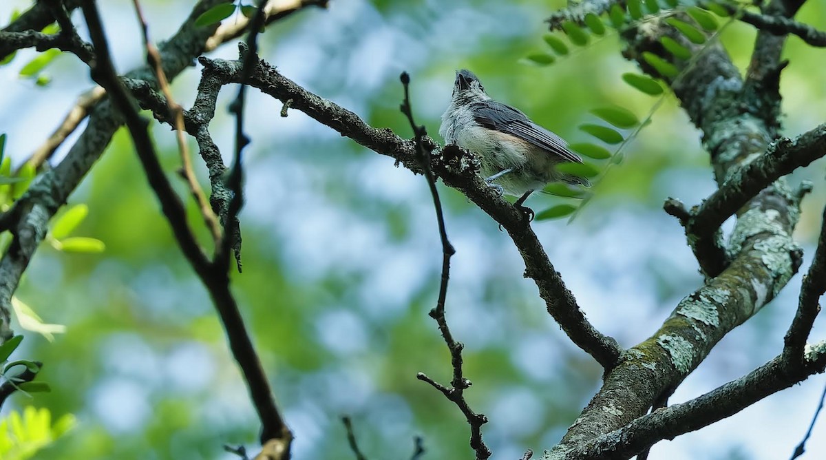 Mésange bicolore - ML600288731