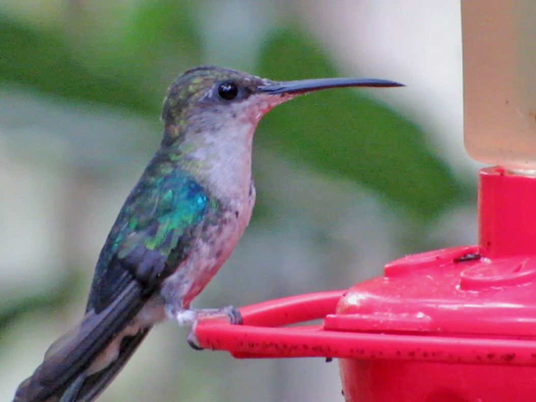 kolibřík vidloocasý - ML600289201