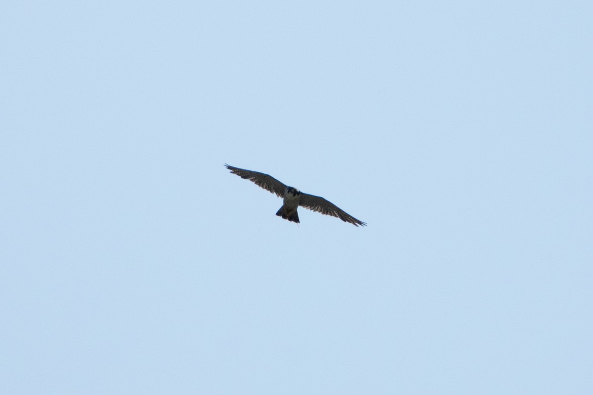 Peregrine Falcon - Nick Hoffmann