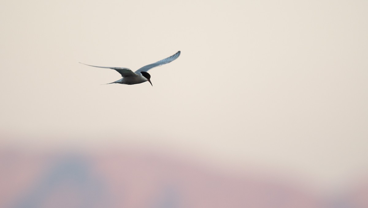 White-cheeked Tern - ML600289721