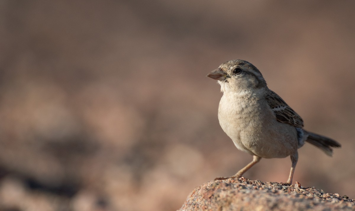 Moineau domestique - ML600289831