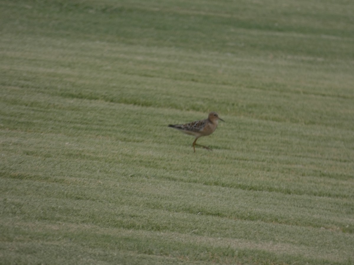 Buff-breasted Sandpiper - ML600289921