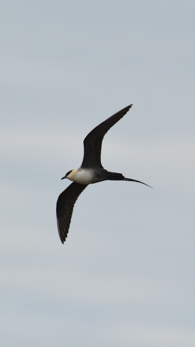 Long-tailed Jaeger - ML600289931