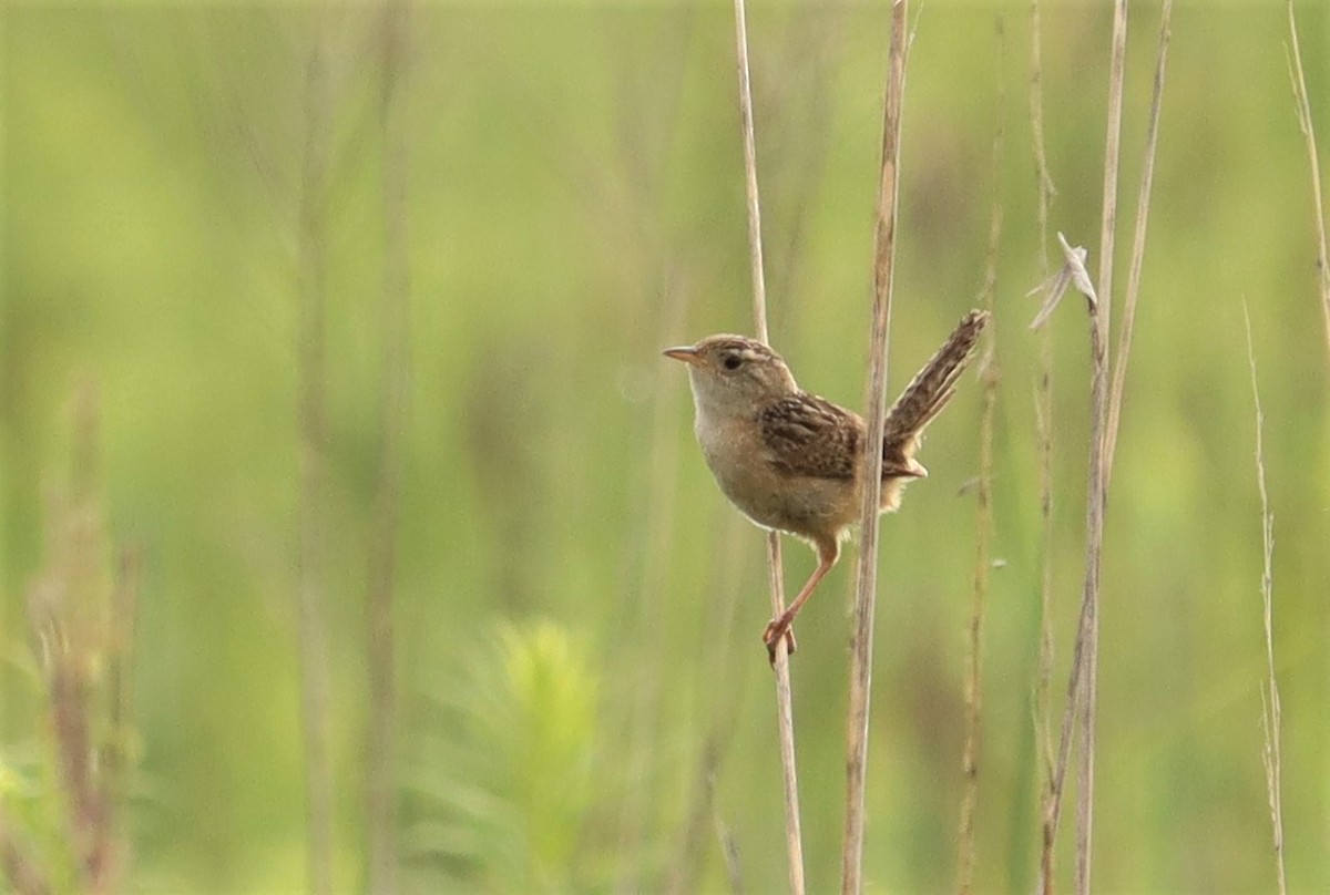 Sedge Wren - ML600290581