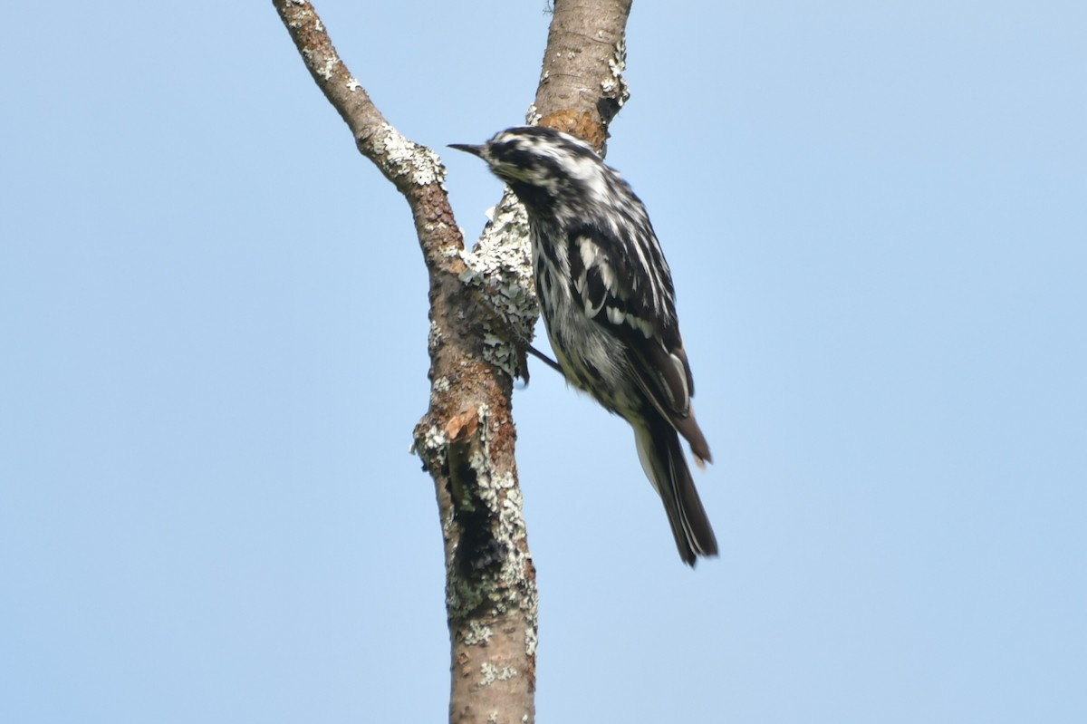 Black-and-white Warbler - ML600290711