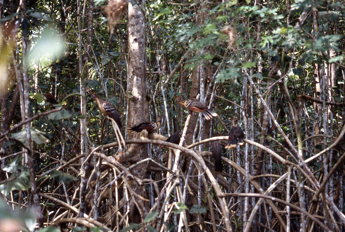 Hoatzin - ML600290841