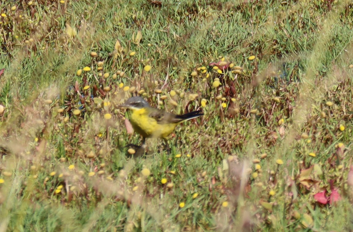 Western Yellow Wagtail - ML600290851