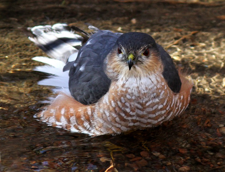 Sharp-shinned Hawk - ML60029101