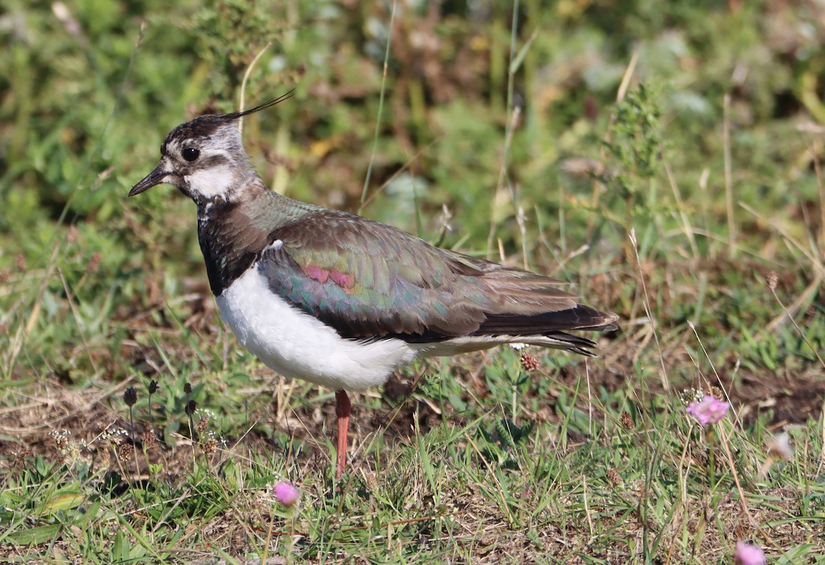 Northern Lapwing - ML600291101