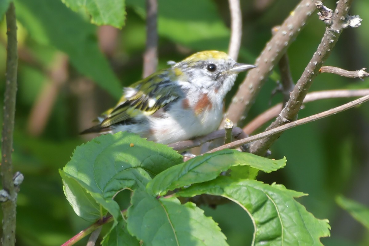 Chestnut-sided Warbler - ML600291141