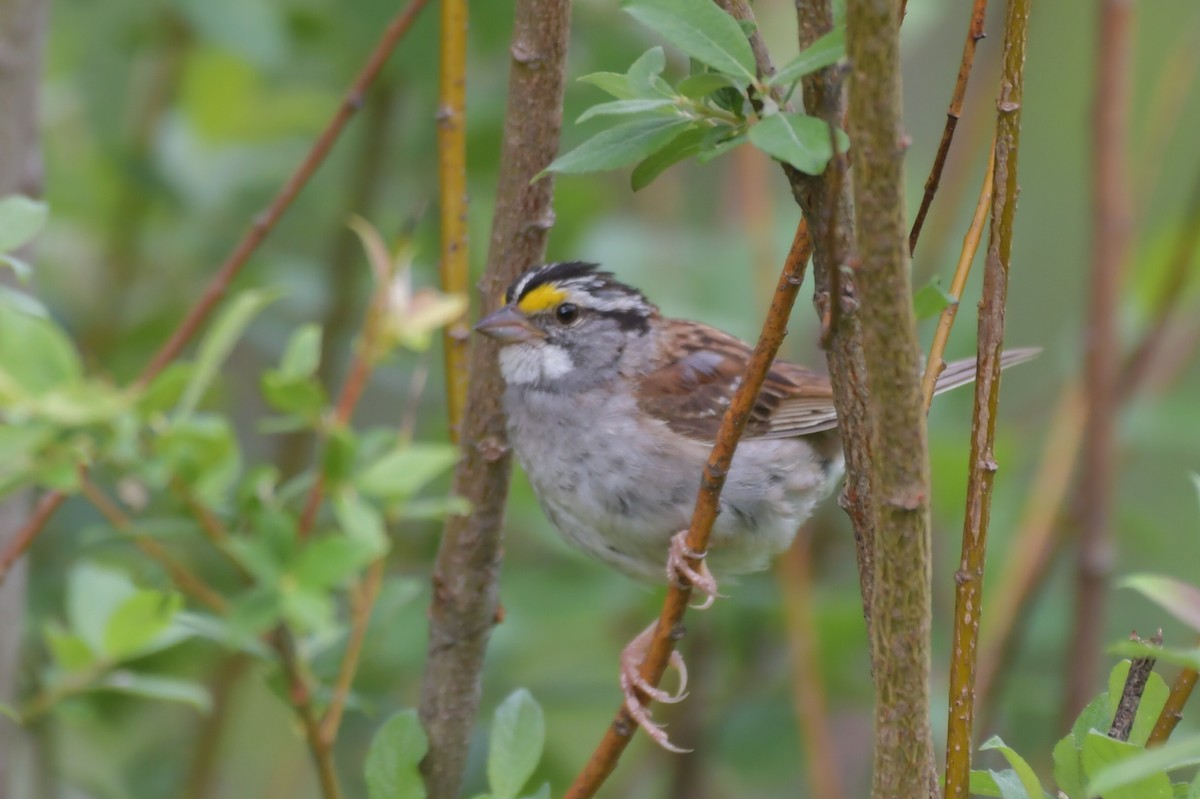 White-throated Sparrow - ML600291191