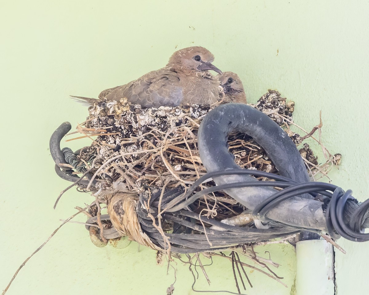 Laughing Dove - Anonymous