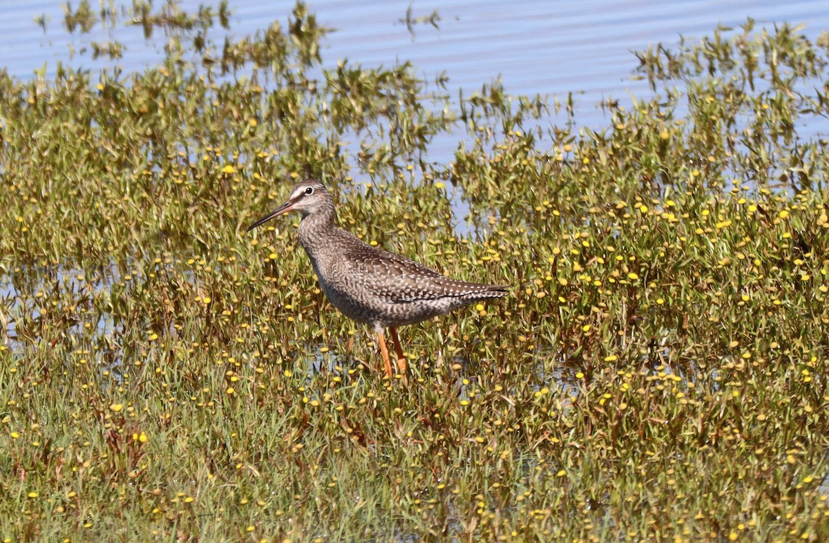 Spotted Redshank - ML600292611