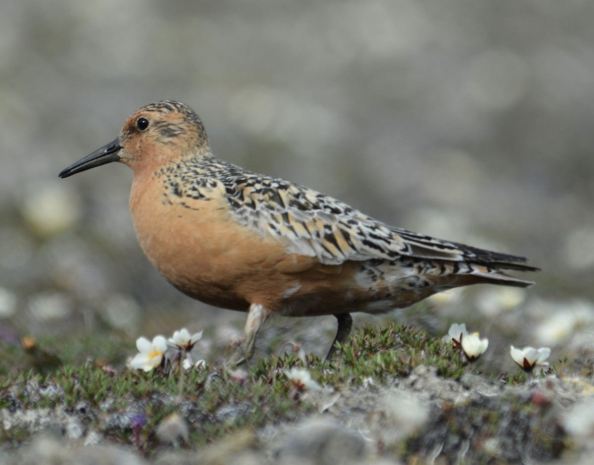 Red Knot - ML600292641