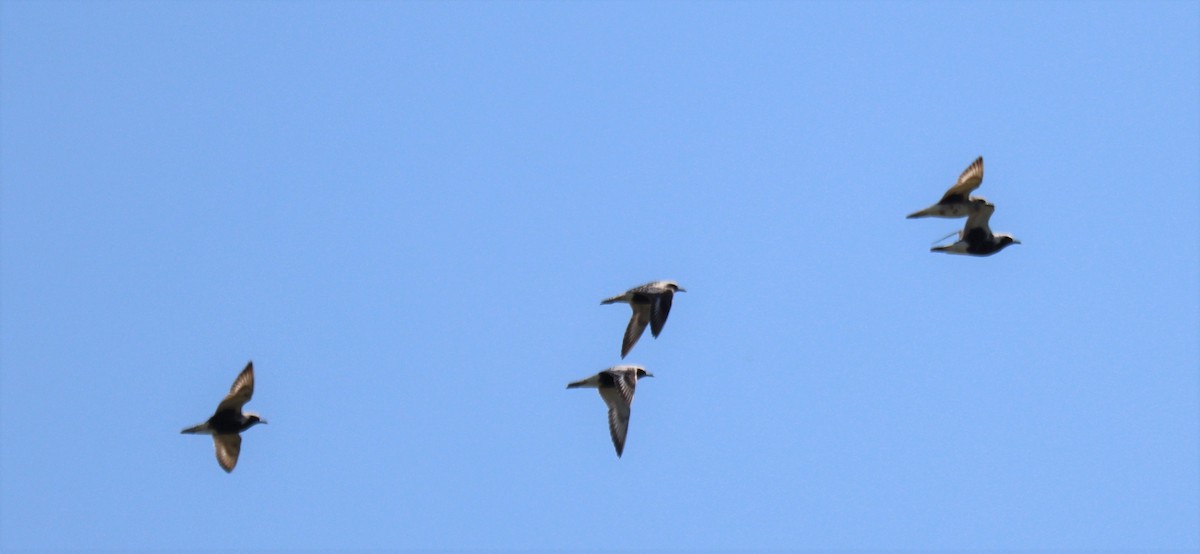 Black-bellied Plover - ML600292931